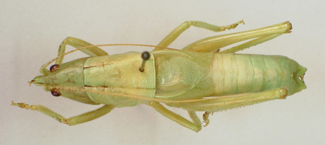 Image de Belocephalus micanopy Davis & W. T. 1914