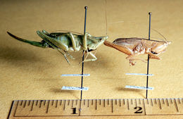 Image of Half-winged Conehead