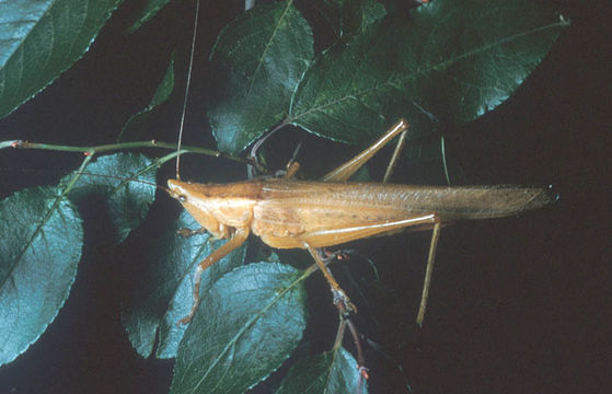 Image of Cattail Conehead