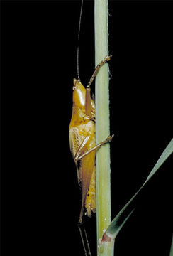 Image of Cattail Conehead