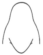 Image of Marsh Conehead