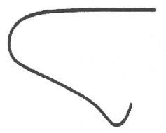Image of Marsh Conehead
