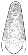 Image of Everglades Conehead
