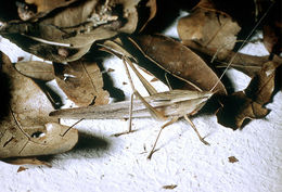 Image de Neoconocephalus triops (Linnaeus 1758)