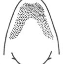 Image of Sword-bearing Conehead