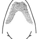 Imagem de Neoconocephalus ensiger (Harris & T. W. 1841)