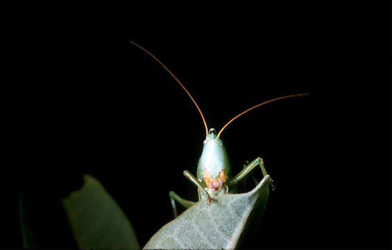 Image of Sword-bearing Conehead