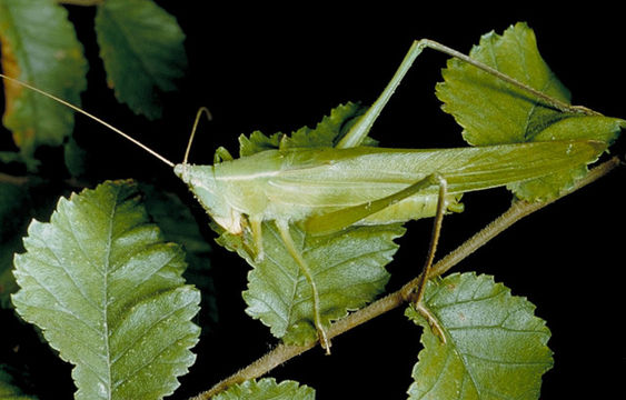 Слика од Neoconocephalus robustus (Scudder & S. H. 1862)