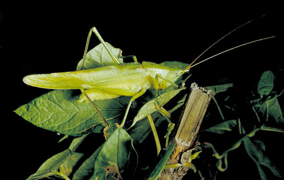 Image de Neoconocephalus nebrascensis (Bruner & L. 1891)