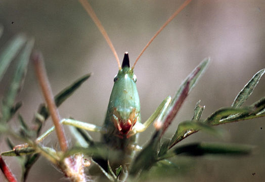 Image of Slightly Musical Conehead