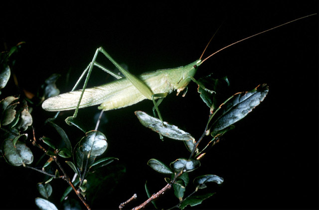 Image of Swift Conehead