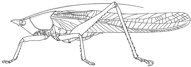 Слика од Pyrgocorypha uncinata (Harris & T. W. 1841)