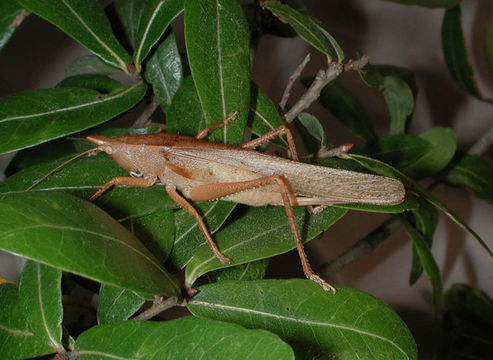 Image of Hook-faced Conehead