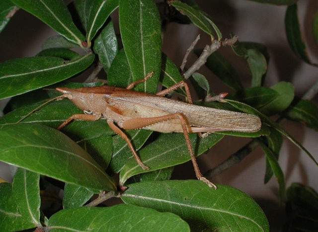 Слика од Pyrgocorypha uncinata (Harris & T. W. 1841)