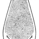 Слика од Neoconocephalus lyristes (Rehn, J. A. G. & Hebard 1905)