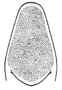 Слика од Neoconocephalus lyristes (Rehn, J. A. G. & Hebard 1905)