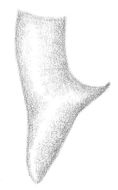 Image de Conocephalus (Dicellurina) allardi (Caudell 1910)
