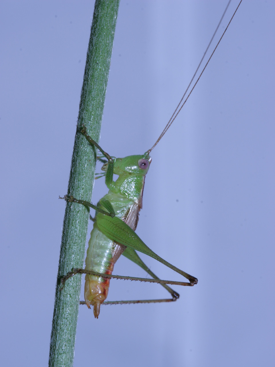 Image de Conocephalus (Dicellurina) allardi (Caudell 1910)