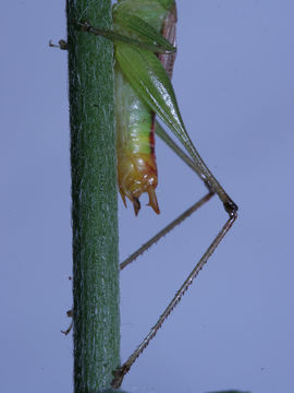 Image of Allard's Meadow Katydid