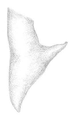 Слика од Conocephalus (Conocephalus) occidentalis (Morse 1901)