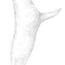 Слика од Conocephalus (Anisoptera) resacensis Rehn, J. A. G. & Hebard 1915