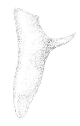 Слика од Conocephalus (Anisoptera) resacensis Rehn, J. A. G. & Hebard 1915