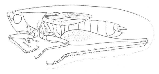 Imagem de Conocephalus (Anisoptera) resacensis Rehn, J. A. G. & Hebard 1915