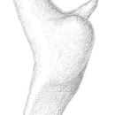 Image de Conocephalus (Conocephalus) hygrophilus Rehn, J. A. G. & Hebard 1915