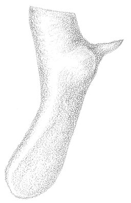 Image de Conocephalus (Conocephalus) attenuatus (Scudder & S. H. 1869)