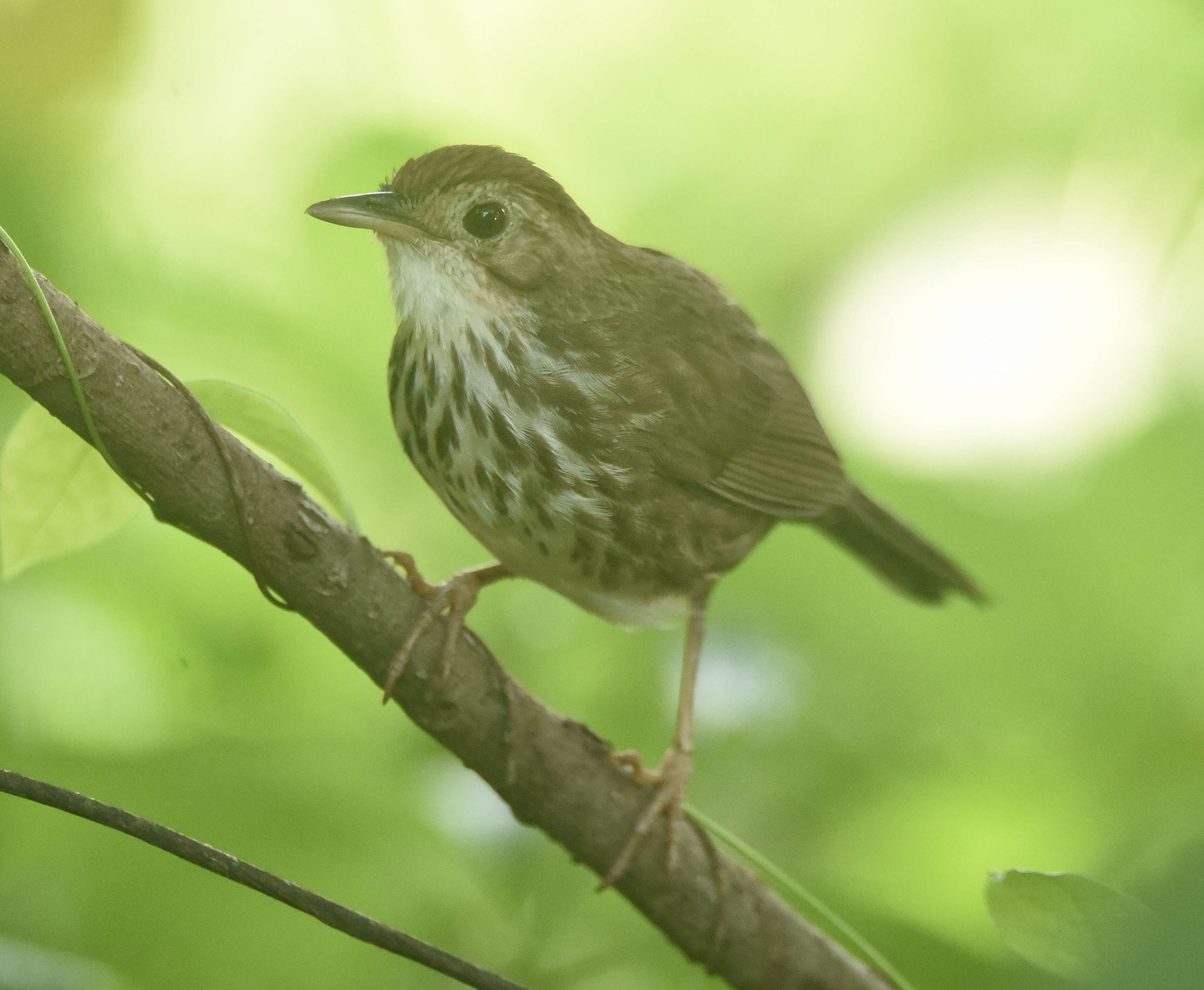 Image of Puff-throated Babbler