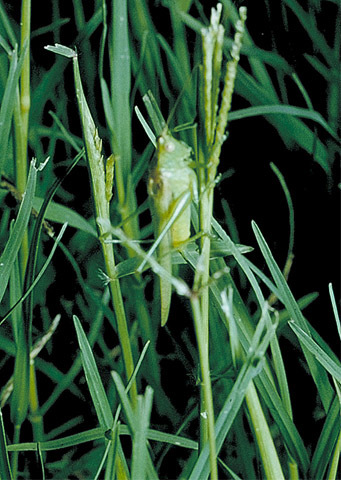 Image of Slender Meadow Katydid