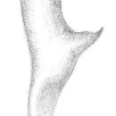 Слика од Conocephalus (Anisoptera) cinereus Thunberg 1815