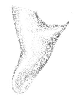 Image de Conocephalus (Conocephalus) brevipennis (Scudder & S. H. 1862)
