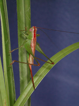 Conocephalus (Conocephalus) brevipennis (Scudder & S. H. 1862)的圖片