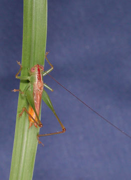 Image of Short-winged Meadow Katydid