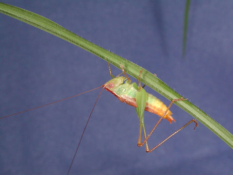 Conocephalus (Conocephalus) brevipennis (Scudder & S. H. 1862)的圖片