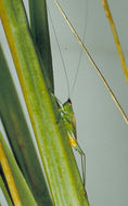 Image of Saltmarsh Meadow Katydid