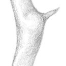 Слика од Conocephalus (Conocephalus) nigropleuroides Fox 1912