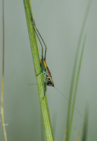 Image of Tidewater Meadow Katydid