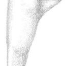 Слика од Conocephalus (Anisoptera) strictus (Scudder & S. H. 1875)