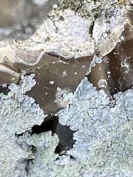 Image of diploicia lichen