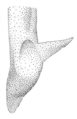 Слика од Orchelimum (Stenorhoptrum) volantum McNeill 1891