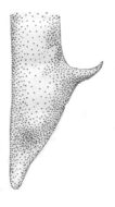 Image de Orchelimum (Metarhoptrum) unispina (Saussure & Pictet 1898)