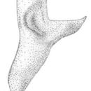 Image de Orchelimum (Orchelimum) delicatum Bruner & L. 1892