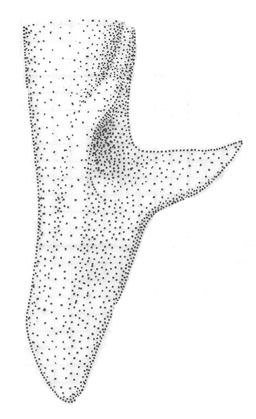 Orchelimum (Orchelimum) concinnum Scudder & S. H. 1862的圖片