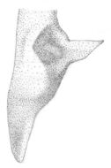 Image de Orchelimum (Stenorhoptrum) bradleyi Rehn, J. A. G. & Hebard 1915