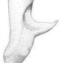 Image de Orchelimum (Orchelimum) erythrocephalum Davis & W. T. 1905