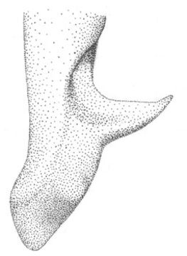 Image de Orchelimum (Orchelimum) erythrocephalum Davis & W. T. 1905