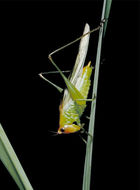 Image of Red-headed Meadow Katydid