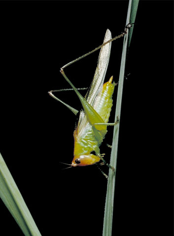 Image of Red-headed Meadow Katydid